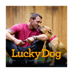 Lucky Dog