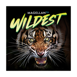 MagellanTV Wildest logo