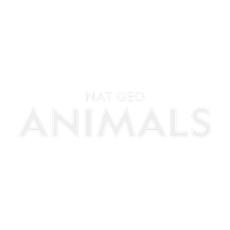National Geographic Animals logo
