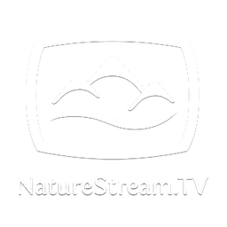NatureStream.TV logo